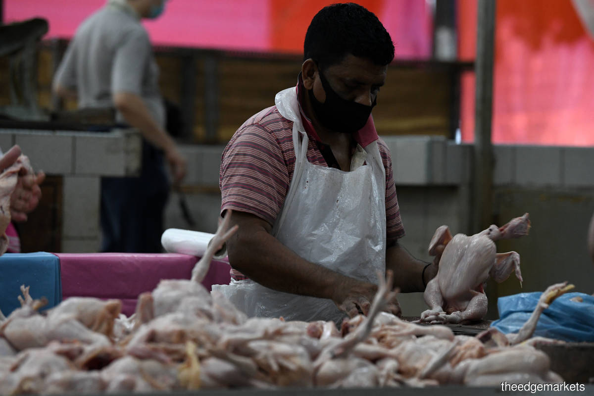 On June 1, the government instituted a ban on chicken exports to ensure supply for domestic consumption remains stable. (Photo by Low Yen Yeing/The Edge)
